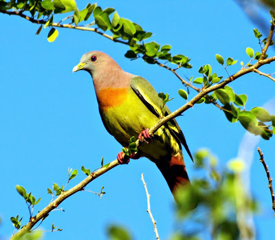  untuk burung Punai Gading ini memiliki bulu yang beraneka warna mirip warna pelangi mengh Burung Merpati Yang Berbulu Indah